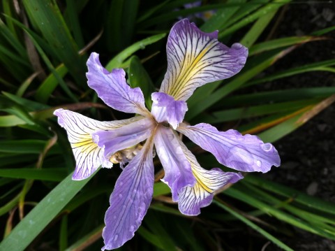 Iris douglasiana (Douglas iris) Iris douglasiana (Douglas iris)