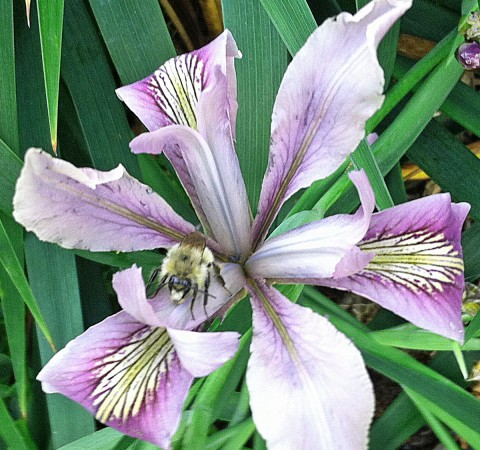 Iris tenax (tough-leaf iris) Iris tenax (tough-leaf iris)