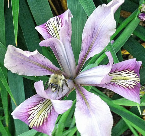 Iris tenax   (tough-leaf iris)