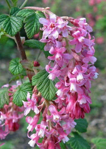 1 - Ribes sanguineum (red-flowering currant) Ribes sanguineum (red-flowering currant)