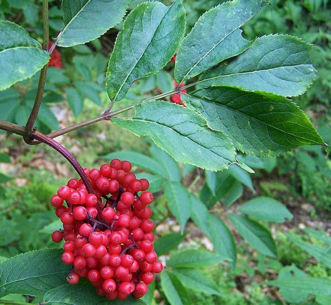Sambucas racemosa berries (red elderberry)