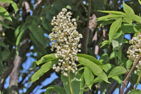 2 - Sambucas racemosa flowers (red elderberry) Sambucas racemosa flowers (red elderberry)