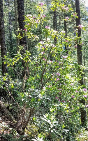 2 - Rhododendron macrophyllum (Pacific rhododendron) Rhododendron macrophyllum (Pacific rhododendron)