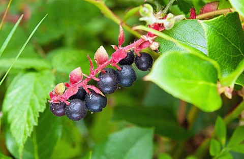 2 - Gaultheria shallon (salal) Gaultheria shallon (salal)