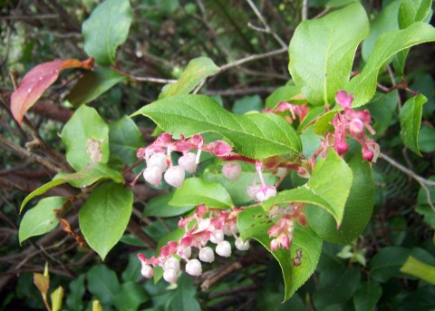 1 - Gaultheria shallon (salal) Gaultheria shallon (salal)