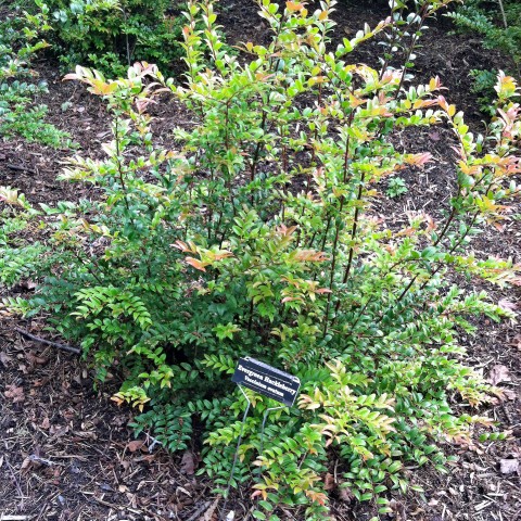 3 - Vaccinium ovatum 'Scarlet Ovation' (evergreen huckleberry) Vaccinium ovatum 'Scarlet Ovation' (evergreen huckleberry)