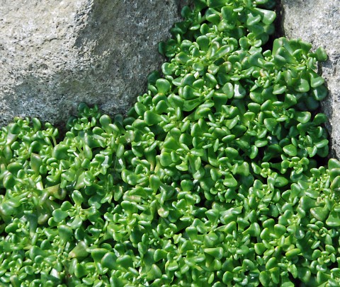 1 - Sedum oreganum (Oregon stonecrop) Sedum oreganum (Oregon stonecrop)
