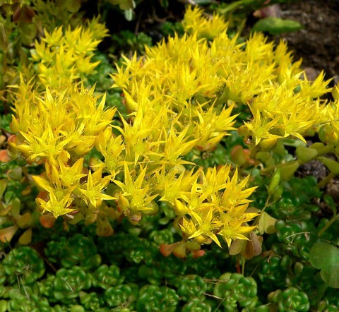 2 - Sedum oreganum (Oregon stonecrop) Sedum oreganum (Oregon stonecrop)