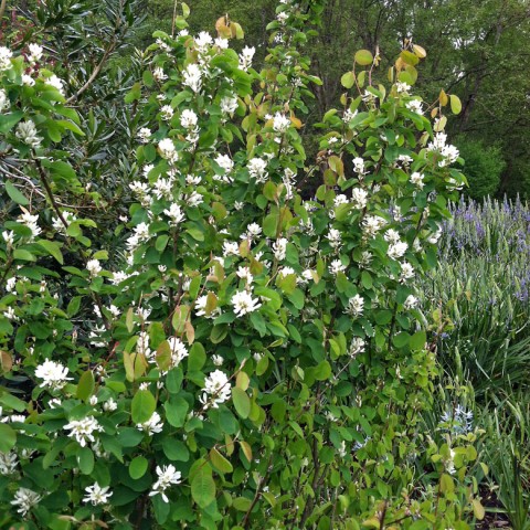 2 - Amelanchier alnifolia (serviceberry) Amelanchier alnifolia (serviceberry)