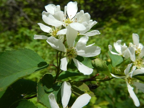 1 - Amelanchier alnifolia (serviceberry) Amelanchier alnifolia (serviceberry)