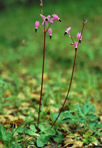 Dodecatheon hendersonii (Henderson's shooting star) Dodecatheon hendersonii (Henderson's shooting star)