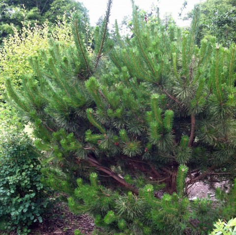 1 - Pinus contorta ssp. contorta (shore pine) Pinus contorta ssp. contorta (shore pine)