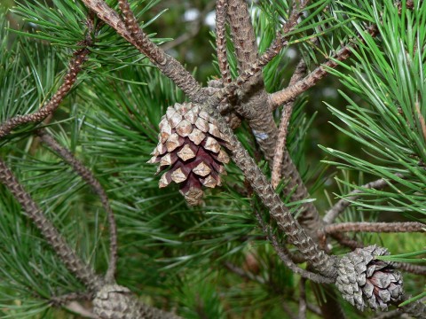 2 - Pinus contorta ssp. contorta (shore pine) Pinus contorta ssp. contorta (shore pine)