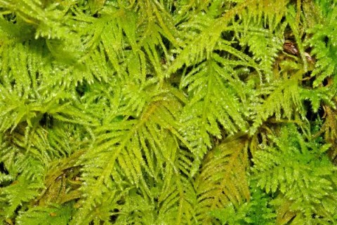 Oregon beaked moss - detail Oregon beaked moss - detail
