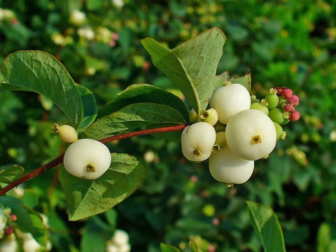2 - Symphoricarpos albus (snowberry) closeup of white berries.