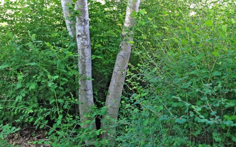 3 - Symphoricarpos albus (snowberry) Tree trunks surrounded by shrubs.