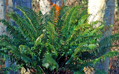 Polystichum munitum (western sword fern) Polystichum munitum (western sword fern)