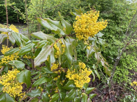 Mahonia aquifolium (tall Oregon grape) Mahonia aquifolium (tall Oregon grape)