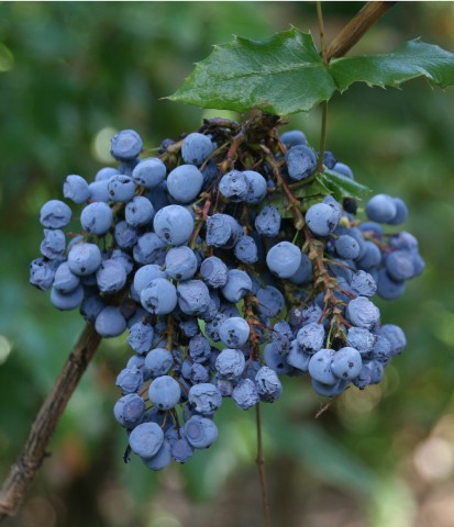 2 - Mahonia aquifolium (tall Oregon grape) Mahonia aquifolium (tall Oregon grape)