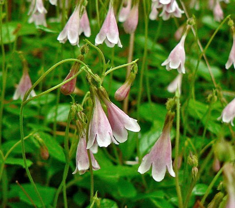 Linnaea borealis (twinflower) Linnaea borealis (twinflower)
