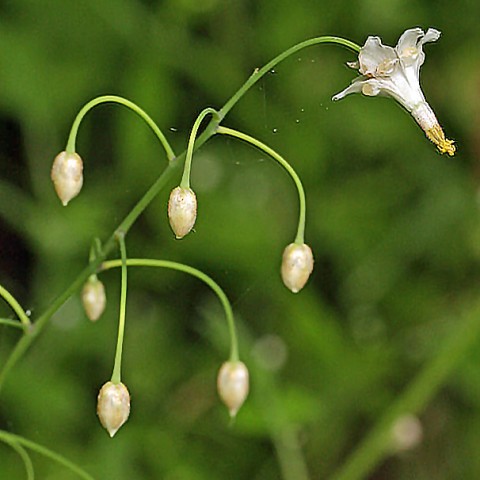 <em>Vancouveria hexandra</em>   (American barrenwort)