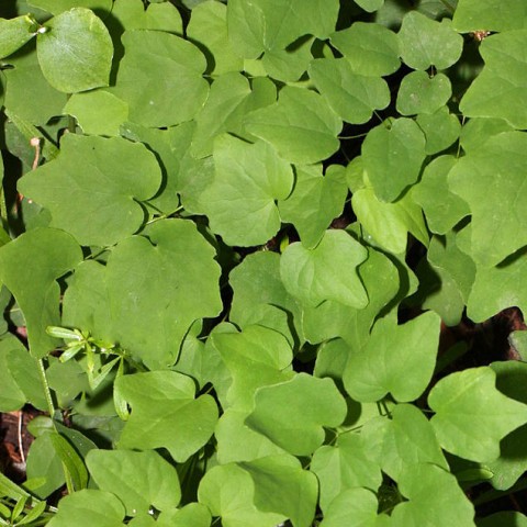 2 - <em>Vancouveria hexandra</em> (American barrenwort) <em>Vancouveria hexandra</em> (American barrenwort)
