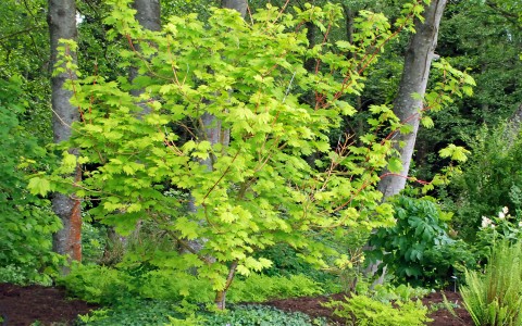 1 - Acer circinatum 'Pacific Fire' (vine maple) Acer circinatum 'Pacific Fire' (vine maple)