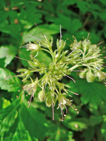 <em>Hydrophyllum tenuipes</em>   (Pacific waterleaf)