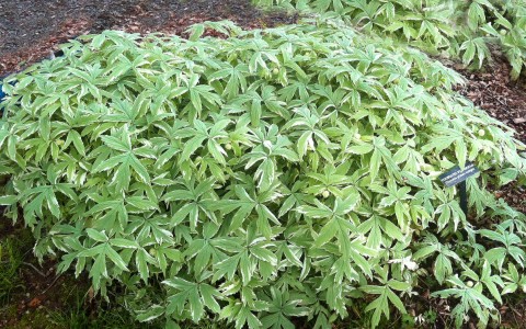 <em>Hydrophyllum tenuipes</em>   (Pacific waterleaf)