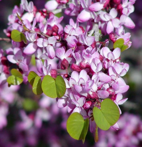 1 - Cercis orbiculata (Western redbud) Cercis orbiculata (Western redbud)