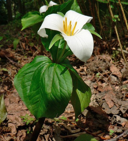 Trillium ovatum (western trillium) Trillium ovatum (western trillium)