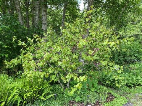 Cercis orbiculata (Western redbud)in the Native Plant Garden