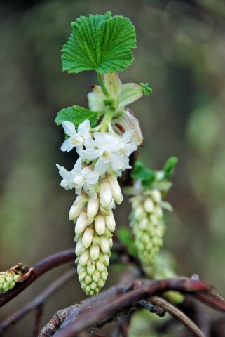 2 - Ribes sanguineum 'White Icicle' Ribes sanguineum 'White Icicle'