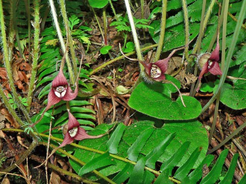 1 - Asarum caudatum (Western wild ginger) Asarum caudatum (Western wild ginger)
