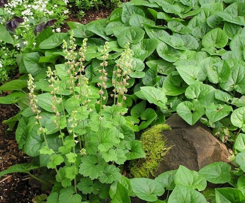 2 - Asarum caudatum (Western wild ginger) Asarum caudatum (Western wild ginger)