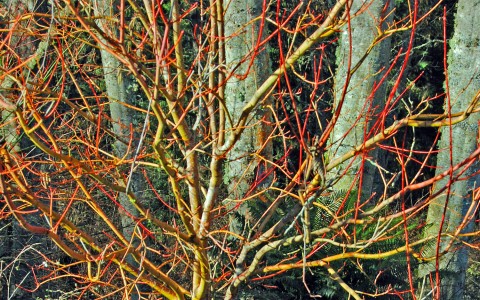 3 - Acer circinatum (vine maple) Acer circinatum (vine maple)