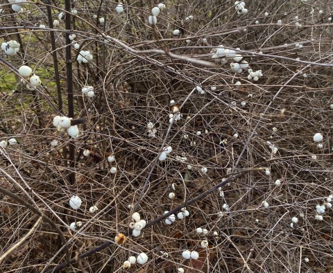 1 - Symphoricarpos albus (snowberry) White berries on bare branches.