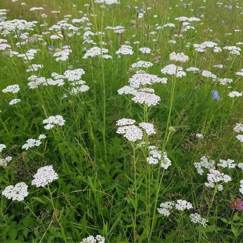 1 - Achillea millefolium (yarrow) Achillea millefolium (yarrow)