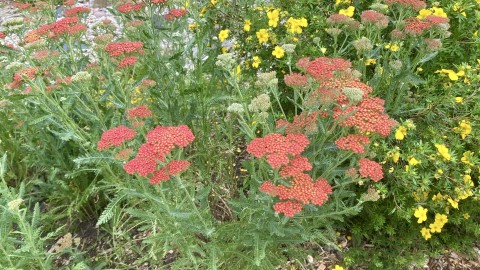 Achillea millefolium (yarrow) - cultivar Achillea millefolium (yarrow) - cultivar