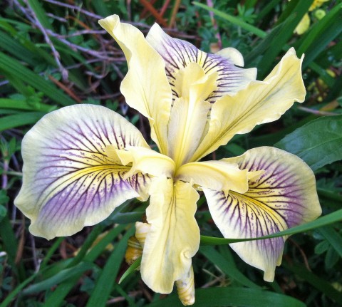 Iris tenax (tough-leaf iris) Iris tenax (tough-leaf iris)