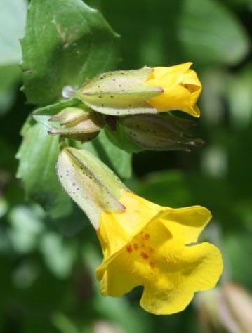 Mimulus guttatus (yellow monkeyflower) Mimulus guttatus (yellow monkeyflower)