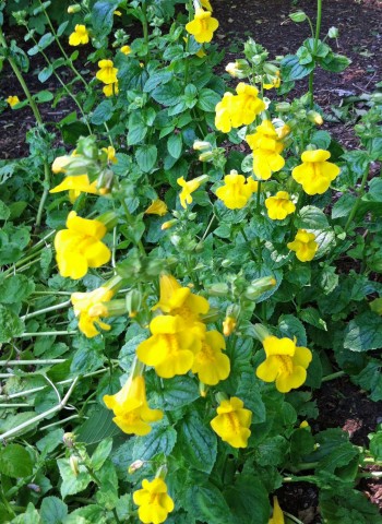 Mimulus guttatus (yellow monkeyflower) Mimulus guttatus (yellow monkeyflower)
