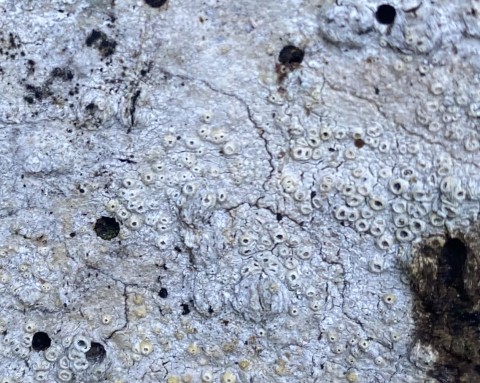 A crustose lichen A crustose lichen