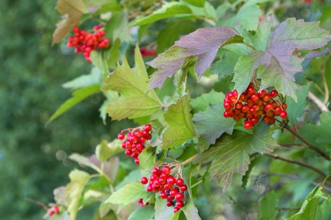 2 - Highbush cranberry