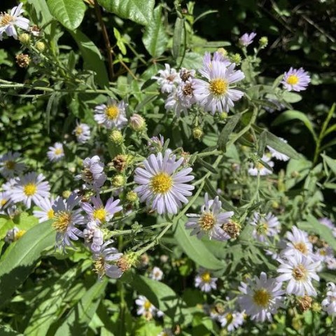 Pacific aster (Aster chilensis or Symphyotrichum chilensis) Pacific aster (Aster chilensis)