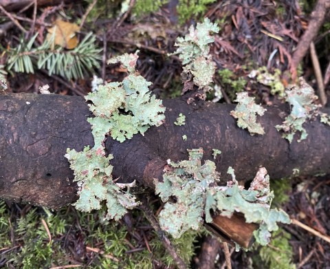 Ragbag lichen (<em>Platismatia glauca</em>) Ragbag lichen (<em>Platismatia glauca</em>)