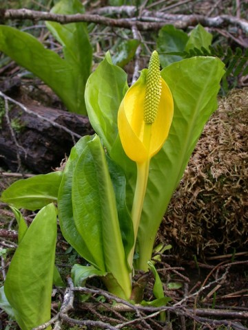 <em>Lysichiton americanus</em>  (Western skunk cabbage)