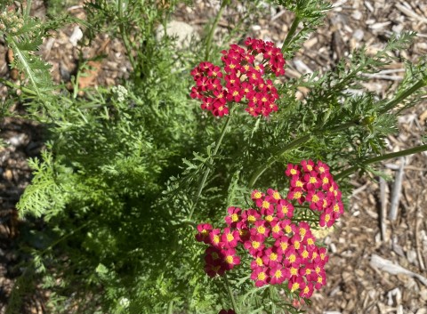 2 - Achillea millefolium (yarrow) Achillea millefolium (yarrow)