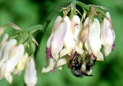 Dicentra formosa (Pacific bleeding heart)