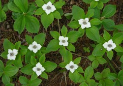 Cornus canadensis  (bunchberry)